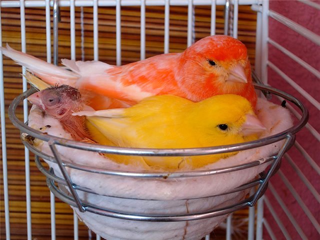 Содержание канареек и уход за ними в Сольвычегодске