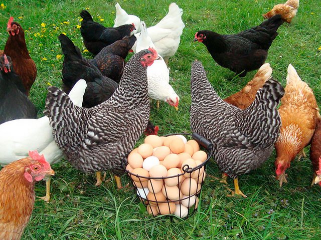 Содержание кур и уход за ними | ЗооТом - продажа, вязка и услуги для животных в Сольвычегодске