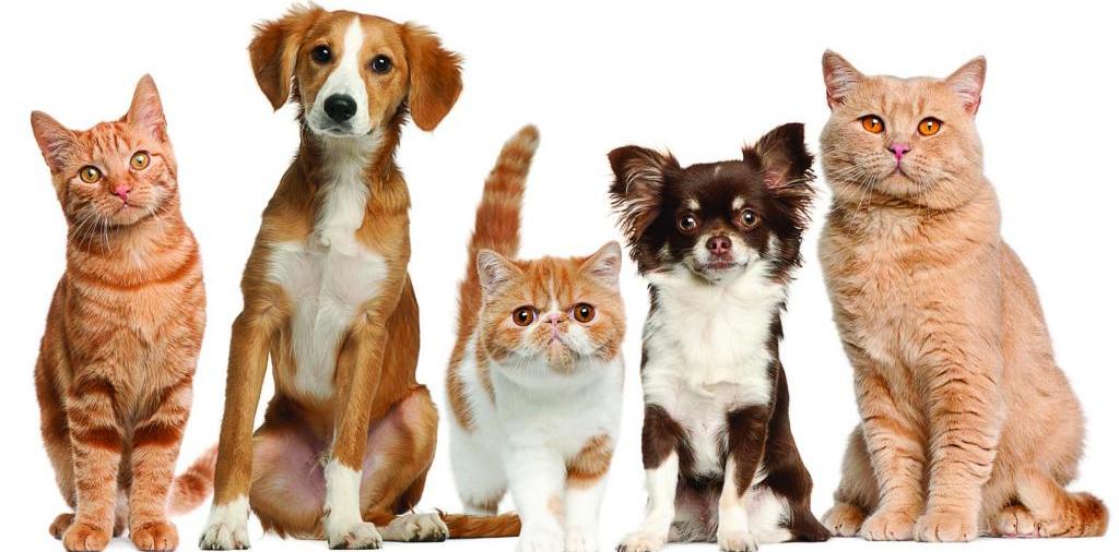 Доска объявлений о животных | ЗооТом - продажа, вязка и услуги для животных в Сольвычегодске