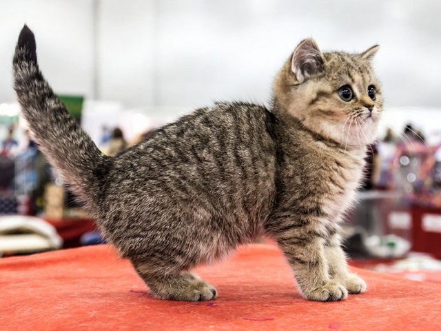 Породы кошек в Сольвычегодске | ЗооТом портал о животных