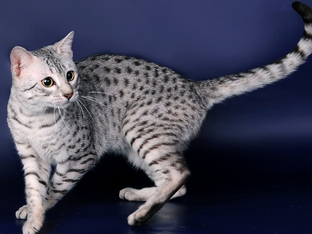Породы кошек в Сольвычегодске | ЗооТом портал о животных