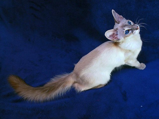 Выведенные породы кошек в Сольвычегодске | ЗооТом портал о животных