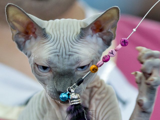Выставки кошек в Сольвычегодске | ЗооТом портал о животных