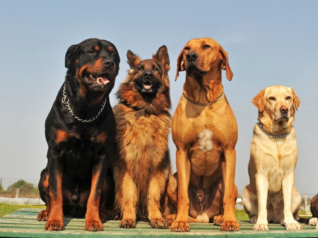 Крупные породы собак в Сольвычегодске | ЗооТом портал о животных